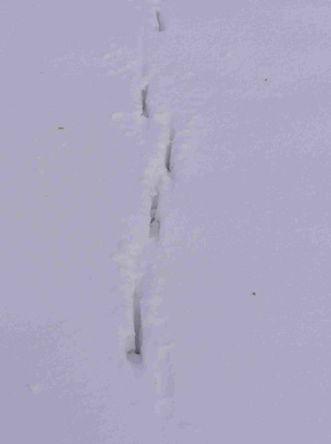 P1010185.jpg